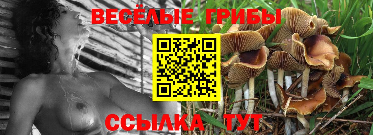 где можно купить наркотик  Вход с VPN  Альметьевск  Псилоцибиновые грибы мицелий  Псилоцибиновые грибы прущие грибы 